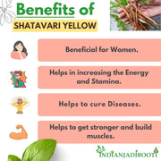 IndianJadiBooti Shatavari Yellow (Asparagus racemosus) | Natural Satavar Herb For Hormonal Balance & Reproductive Health | 400 Grams | Pack Of 2