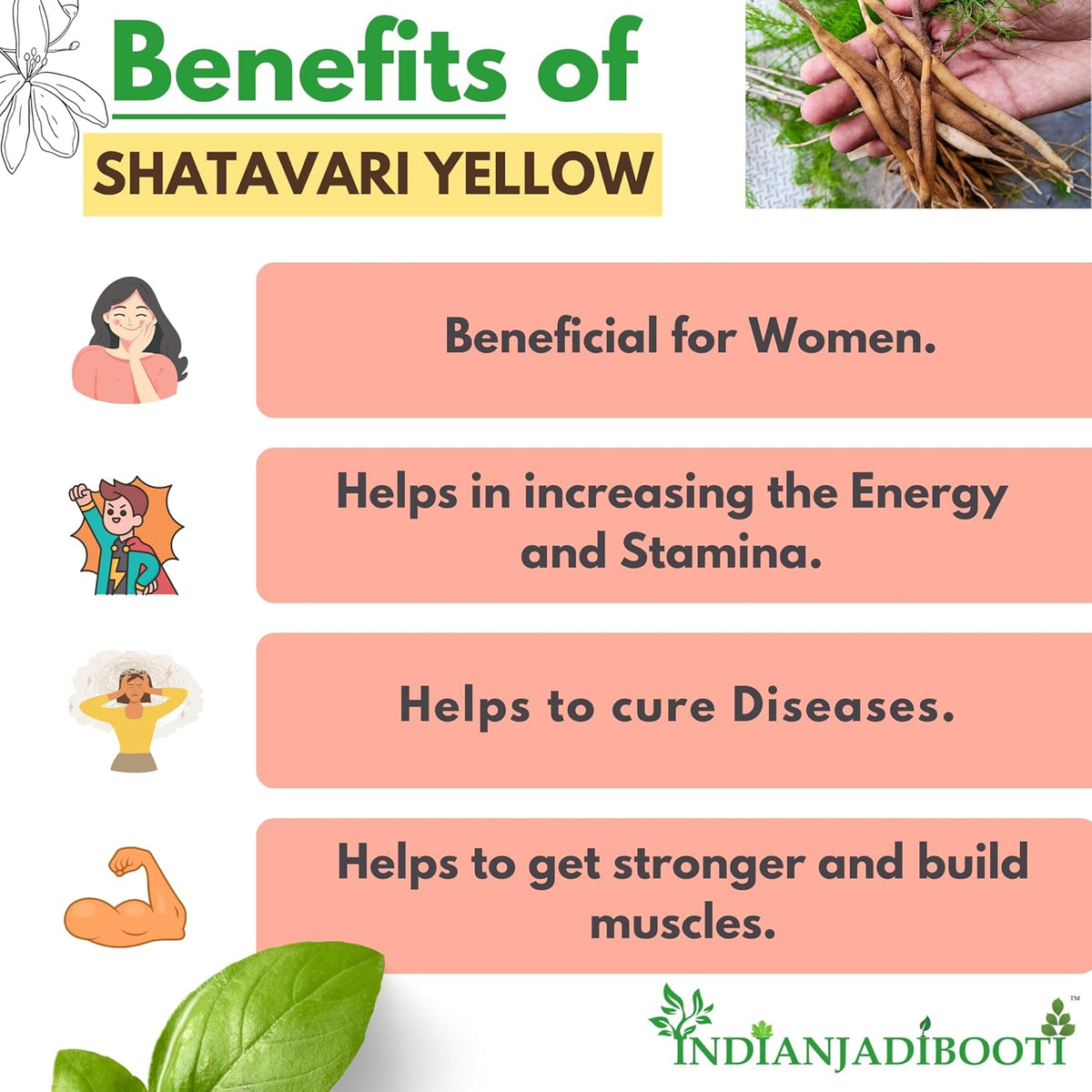 IndianJadiBooti Shatavari Yellow (Asparagus racemosus) | Natural Satavar Herb For Hormonal Balance & Reproductive Health | 400 Grams | Pack Of 2