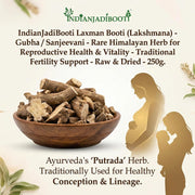 IndianJadiBooti Laxman Booti (Lakshmana) - Gubha/Sanjeevani - Rare Himalayan Herb for Reproductive Health & Vitality - Traditional Fertility Support - Raw & Dried - 250g