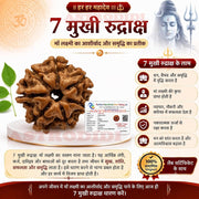 Astrodidi Nepali 7 Mukhi Rudraksha |Certified Original Seven Face Rudraksha