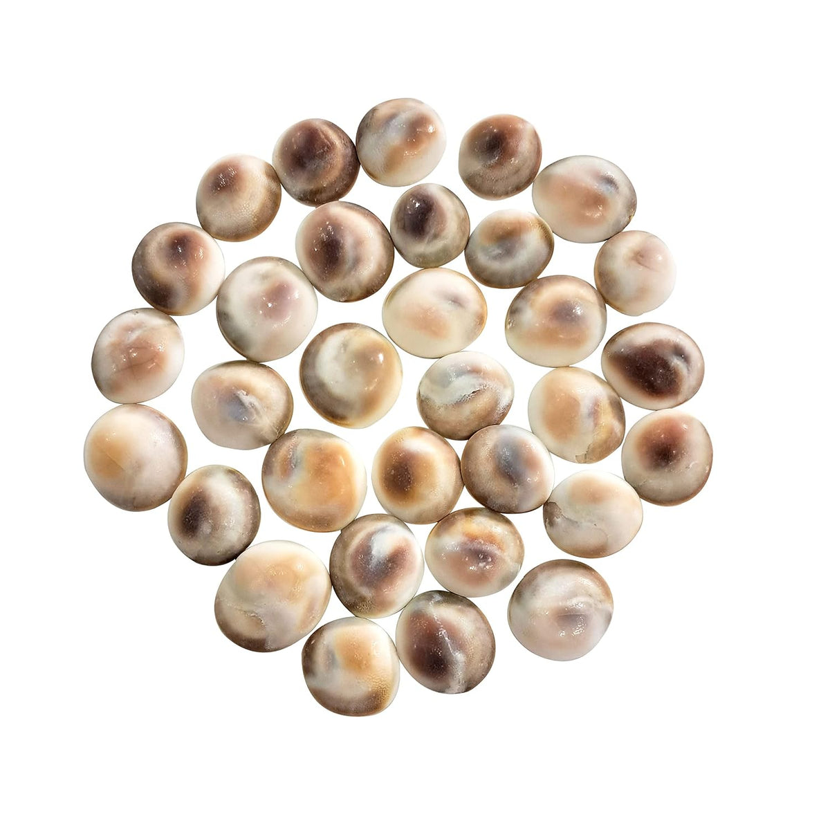 BrijBooti Gomati Chakra 51 Pieces - Stoneware Gomti Chakra - Sudarshan Chakra - Natural Gomti Chakra