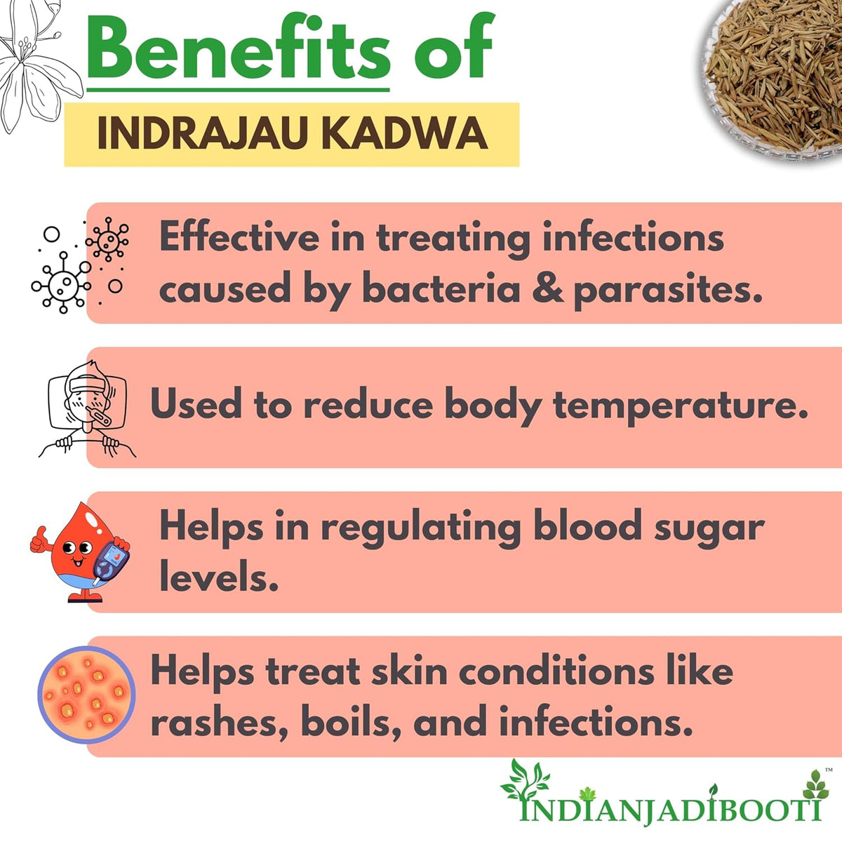 IndianJadiBooti Indrajau Kadwa,Holarrhena Pubescens | Bitter Inderjau Seeds for Healthy Sugar Levels & Digestion | Natural Kutaj Beej for Detox & Madhumeha | Raw & Pure | (400 Grams) | Pack Of 3