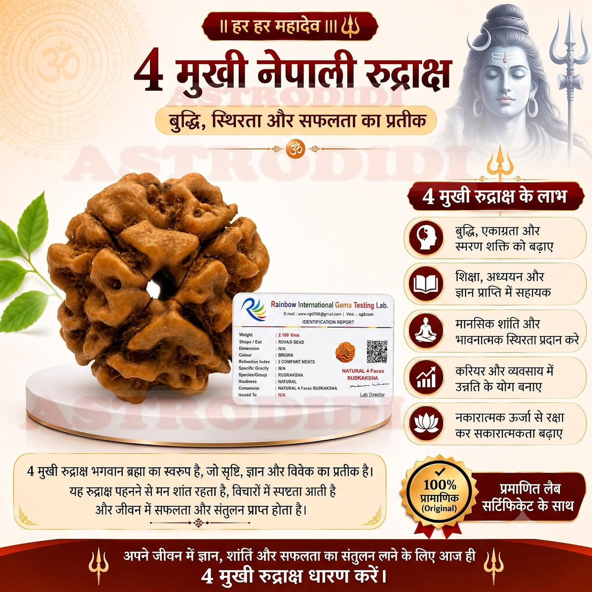 Astrodidi 4 Mukhi Nepali Rudraksha | Certified Original Four Face Rudraksha