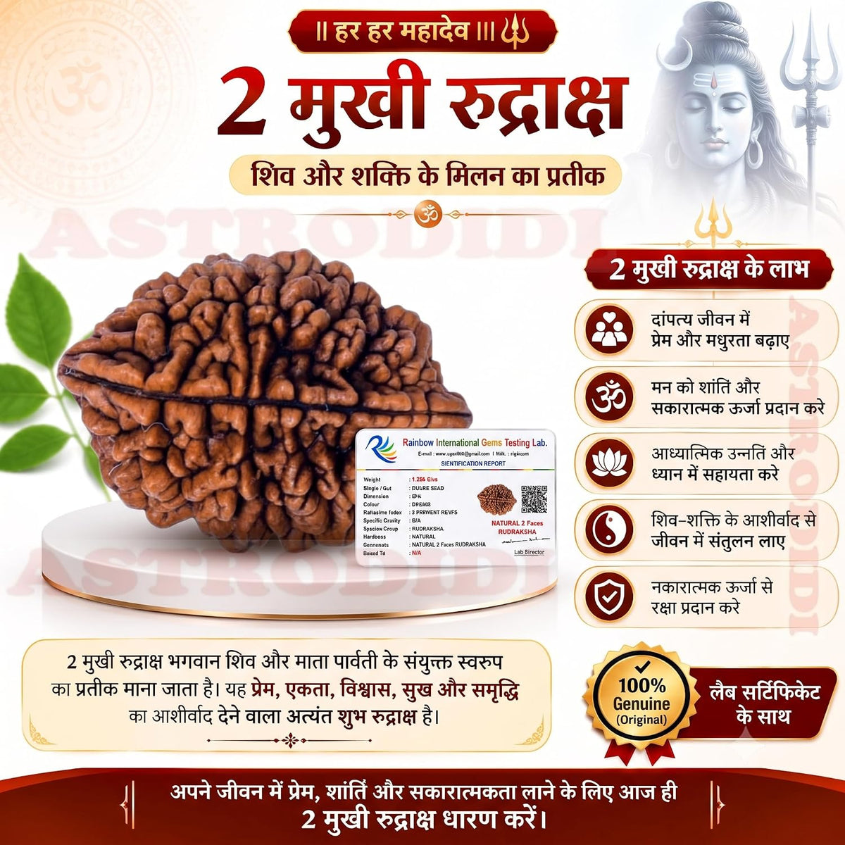 Astrodidi 2 Mukhi Rudraksha | Original Two Face Rudraksha with Lab Report