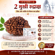 Astrodidi 2 Mukhi Rudraksha | Original Two Face Rudraksha with Lab Report
