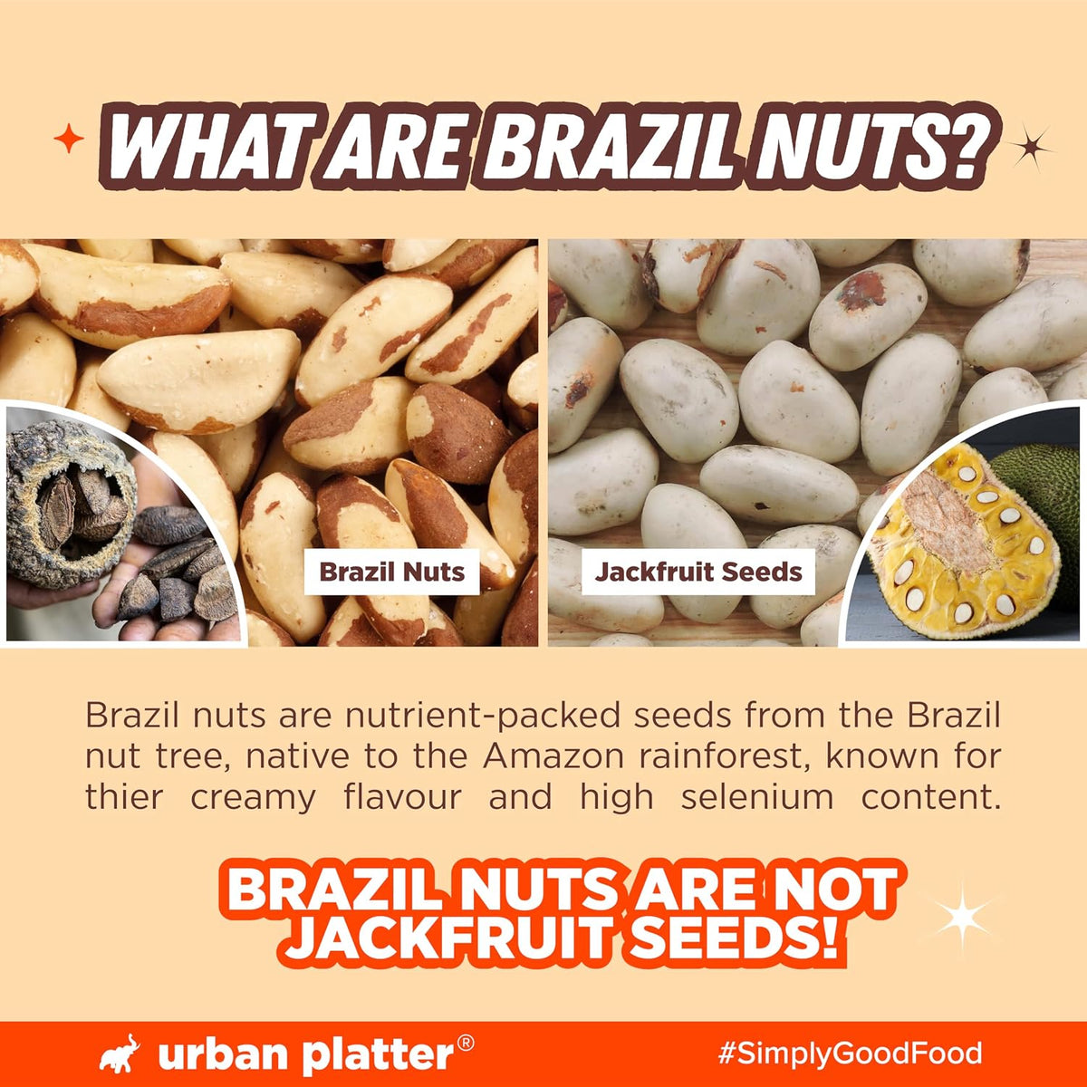Urban Platter Brazil Nuts, 250g (Rich in Selenium | Superfood | Have 1 Daily | Product of Peru)