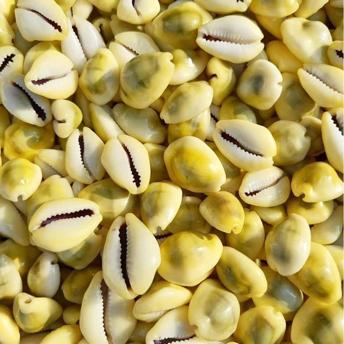 BrijBooti Natural Pili Kaudi - Yellow Kaudi - Yellow Kawri - Kodi - Peeli Cowrie - Laxmi and Diwali Puja Article (11 Pieces)