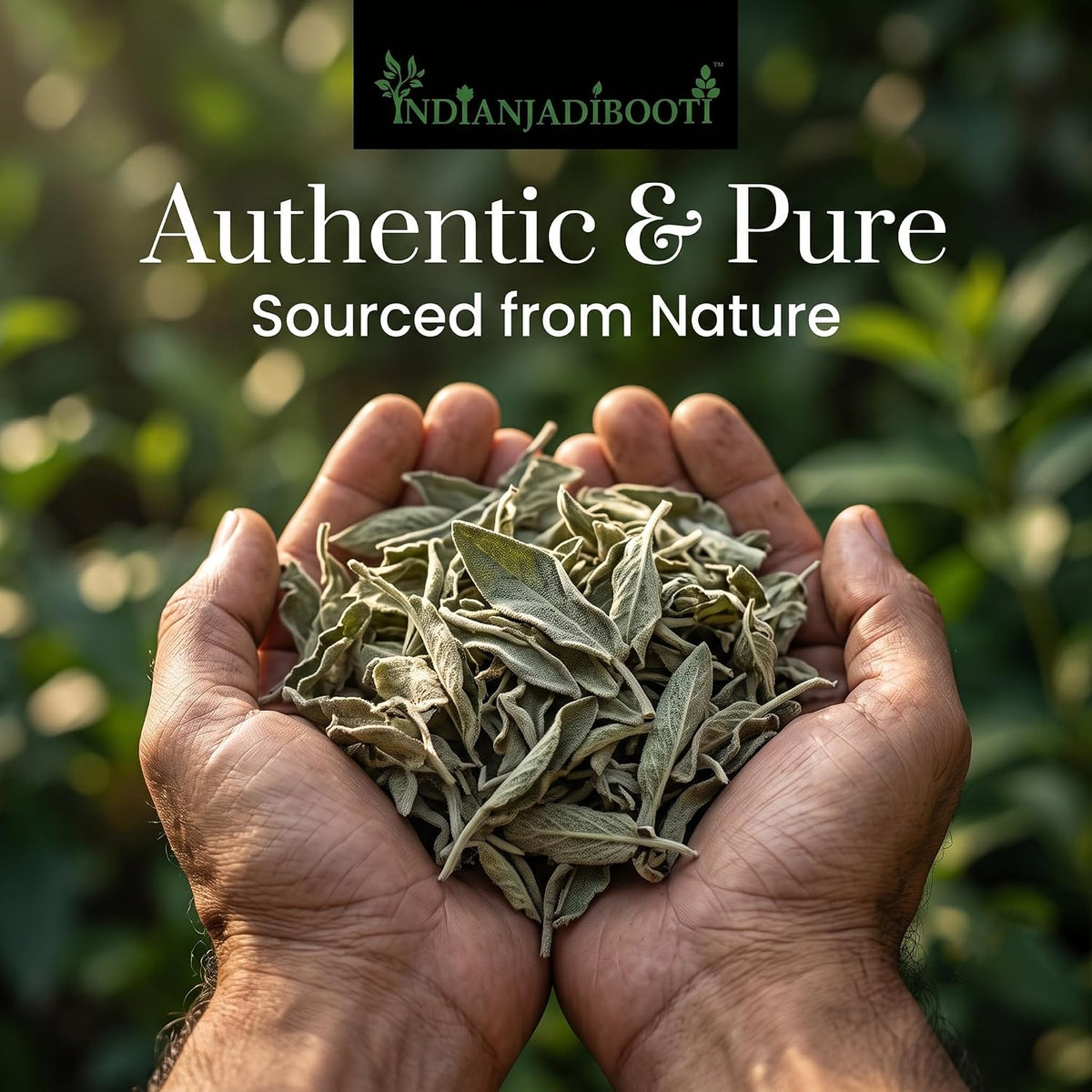 IndianJadiBooti Sage (Leaves) (100 Grams)