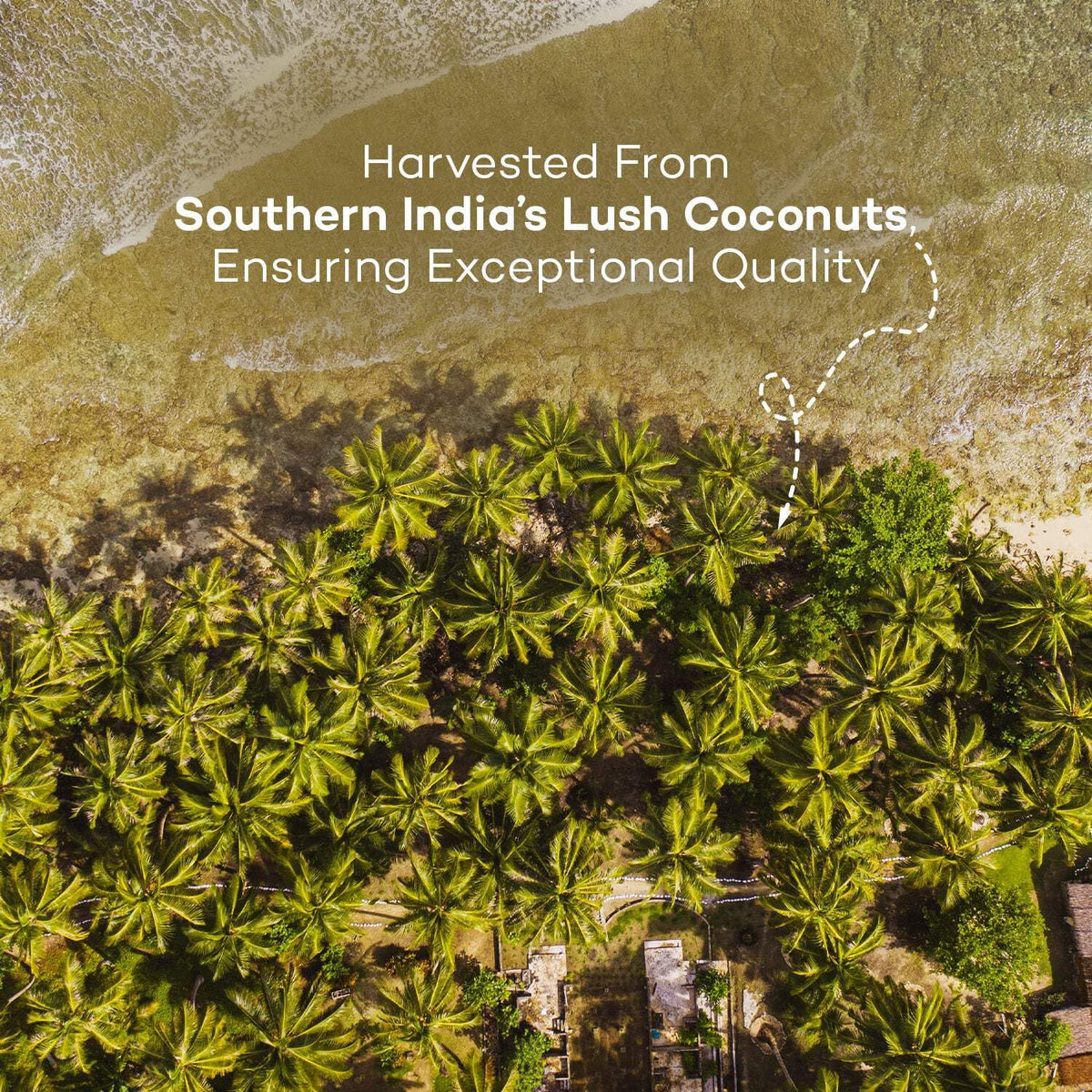Urban Platter Unsweetened Coconut Cream, 250ml (23% Fat, Additive-Free, Made in India, 100% Pure & Thick, Clean Label)