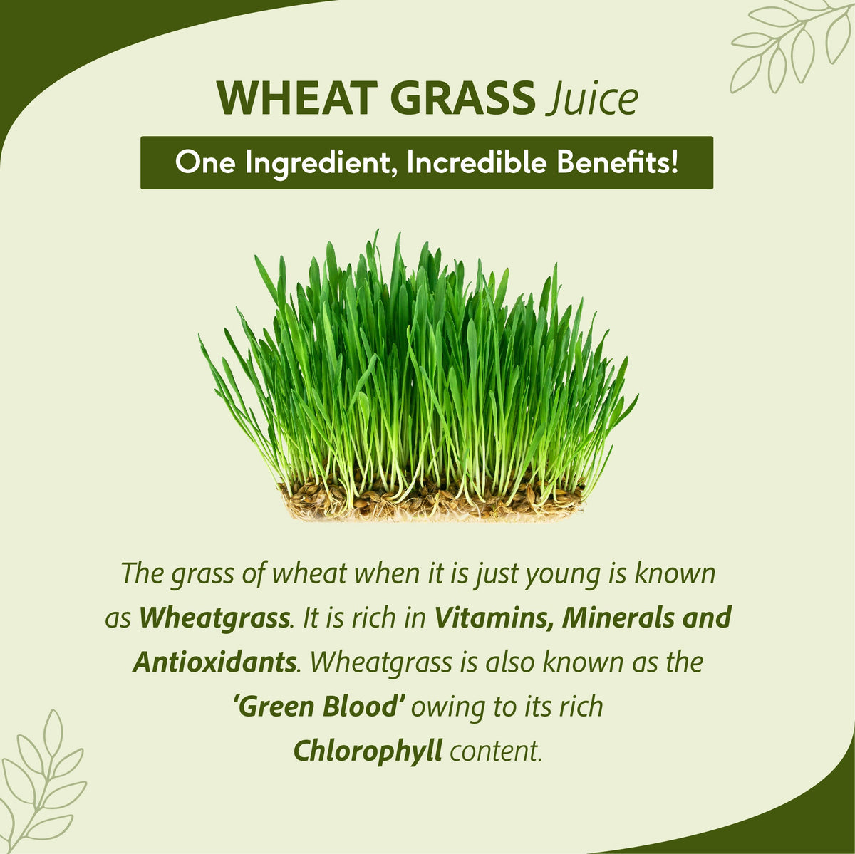 Sri Sri Tattva Wheat Grass Juice - Daily Fitness Essential | High In Nutrients & Antioxidants, Daily Detox, Overall Fitness | 1 L